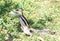 Indian chipmunk stands on its hind legs stretched out among the grass