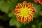 Indian chrysanthemum Chrysanthemum indicum