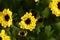 Indian chrysanthemum hybride Chrysanthemum indicum