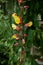 Indian clock vine, Thunbergia mysorensis