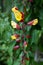 Indian clock vine, Thunbergia mysorensis