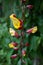 Indian clock vine, Thunbergia mysorensis