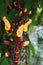 Indian clock vine, Thunbergia mysorensis