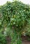 Indian clock vine, Thunbergia mysorensis