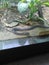 Indian Cobra Snake in the Glass Enclosure