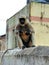 Indian common gray langur or hanuman langur monkey in indian village image,black face monkey