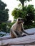 Indian common gray langur or hanuman langur monkey in indian village image,black face monkey