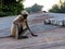 Indian common gray langur or hanuman langur monkey in indian village image,black face monkey