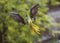 Indian common green parrot in flight mode