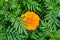 Indian common Marigold flower and leaves.