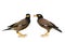 Indian or Common Myna Acridotheres tristis fine brown and yellow face starling bird carrying worm meals for their babies