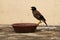 Indian Common Myna On Water Bowl