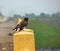 An Indian Common Mynah - Acridotheres Tristis