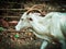 Indian common ox white colour