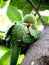 Indian common parakeet, sleeping in the tree