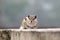 Indian common Squirrel sitting on wall looking into camera.