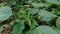 Indian copperleaf or Acalypha Indica L. in the garden with green flowers. Boehmeria zollingeriana also called a cat`s face.