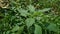 Indian copperleaf or Acalypha Indica L. in the garden with green flowers. Boehmeria zollingeriana also called a cat`s face.