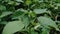 Indian copperleaf or Acalypha Indica L. in the garden with green flowers. Boehmeria zollingeriana also called a cat`s face.