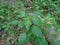 Indian copperleaf or Acalypha Indica L. in the garden with green flowers. Boehmeria zollingeriana also called a cat`s face.