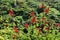 Indian coral tree