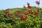 Indian coral tree