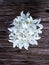 Indian cork tree bouquet, white flower in glass on wooden background