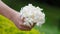 Indian Cork Tree flower