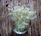 Indian cork tree, white flower in glass on wooden background