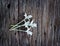 Indian cork tree, white flower on wooden background