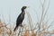 Indian Cormorant