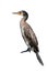 Indian Cormorant bird