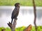 The Indian cormorant bird looking for hunting fishing