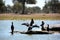 The Indian cormorant or Indian shag (Phalacrocorax fuscicollis)