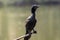 Indian cormorant or Indian shag or Phalacrocorax fuscicollis different plumage perched in natural green background at keoladeo