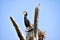 Indian cormorant or Indian shag, Phalacrocorax fuscicollis, Hyderabad, Telanagana, India