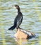 Indian cormorant or Indian shag sitting on the wood