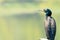 Indian Cormorant perching in the sun