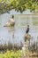 Indian cormorants at Kalpitiya Lagoon, Sri Lanka