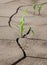 Indian corn on barren soil