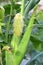 Indian corn in the farm on a plant