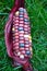 Indian corn on grass