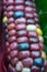 Indian corn on grass closeup