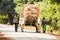 Indian couple returning home with their Bullock cart carrying paddy straw.