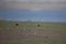 Indian Courser seen at Veer Dam near Pune,Maharashtra,India