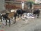 Indian cow eating dirty plastic In street