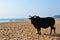 Indian cow on a golden beach