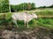 A indian cow injured in rural place