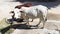 Indian cow roaming in streets in search of food