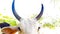 Indian Cow`s Horns Background Blurry